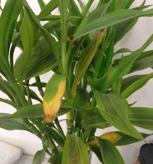 養(yǎng)花的水發(fā)臭怎么回事