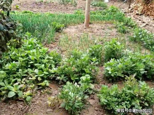 高溫滅菌的土可以養(yǎng)花嗎