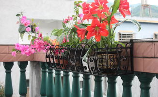 陽(yáng)臺(tái)太陽(yáng)太大養(yǎng)花怎么辦