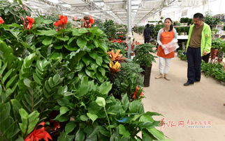 青島枯桃花卉養(yǎng)花培訓(xùn)