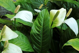 養(yǎng)花的技巧一帆風(fēng)順喜歡水嗎