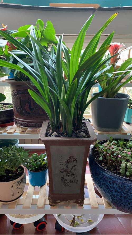 夏天如何遮擋窗戶養(yǎng)花