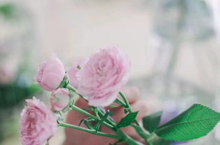 養(yǎng)花要每天換水嗎