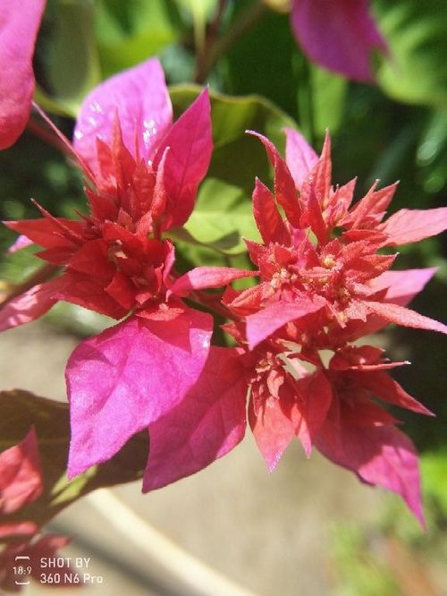 愛(ài)養(yǎng)花是不是可以長(zhǎng)壽