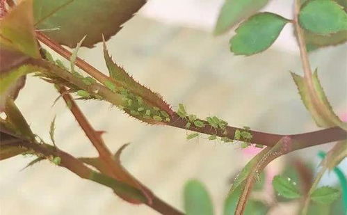 高溫高濕能養(yǎng)花么