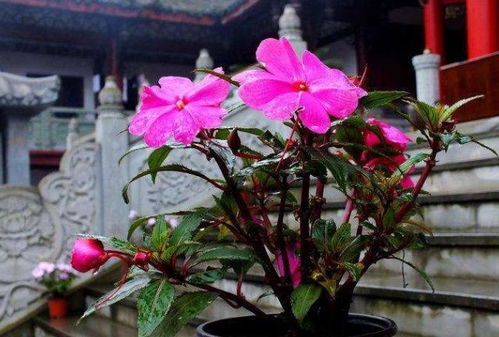 冬天室內(nèi)養(yǎng)花通風(fēng)