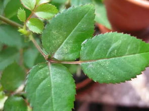 爐渣粉末養(yǎng)花