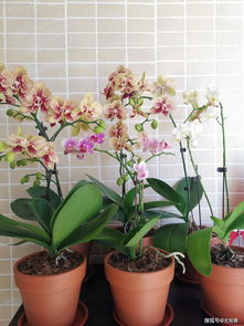 陜西漢中養(yǎng)花冬天什么時候搬入室內