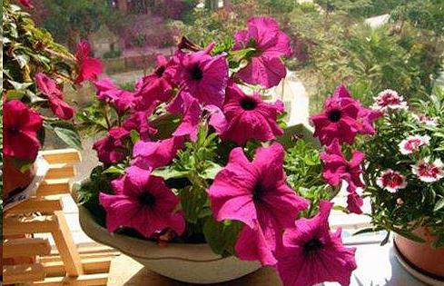 有關(guān)養(yǎng)花的詞