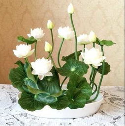 水養(yǎng)花卉碗蓮荷花