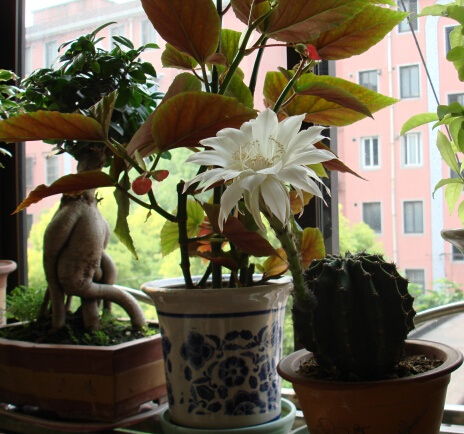 家庭養(yǎng)花.養(yǎng)魚