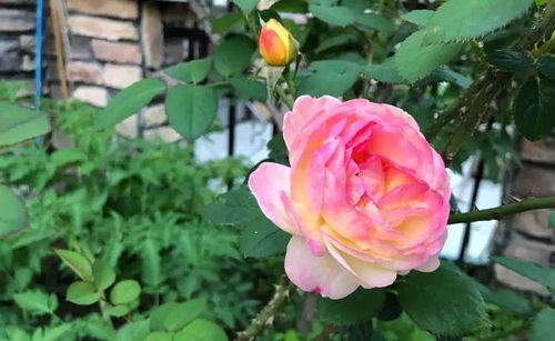 空氣不流通可以養(yǎng)花嗎