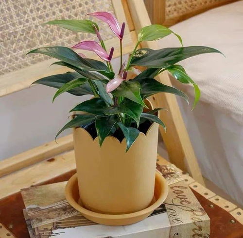 養(yǎng)花料有哪些