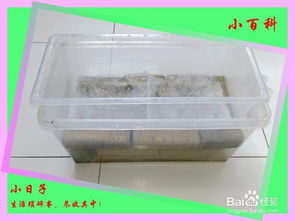魚缸過濾盒養(yǎng)花