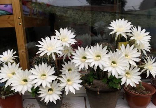 紙灰燼可以養(yǎng)花嗎