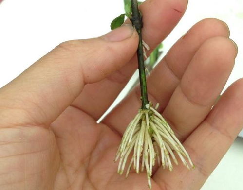 養(yǎng)花生根水配制