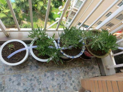 養(yǎng)花能澆凈水器里的水嗎