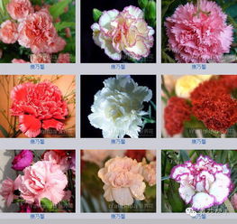 怎么形容養(yǎng)花的人養(yǎng)的花好