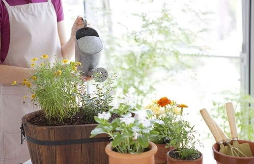 室內(nèi)養(yǎng)花沒(méi)有陽(yáng)光怎么辦