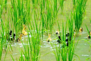 稻田里養(yǎng)花邊鴨