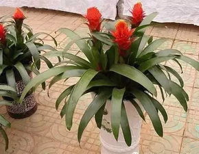 養(yǎng)花螺要多少鹽度的水