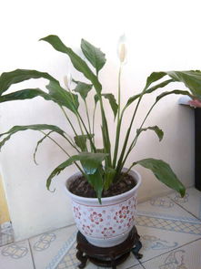 為什么有人不愛養(yǎng)花