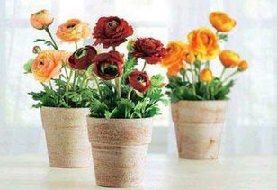 辦公室開(kāi)空調(diào)適合養(yǎng)花嗎