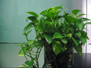 室內養(yǎng)花需要見陽光么