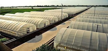 東北吉林是否適合溫室大棚養(yǎng)花