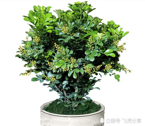 樓房養(yǎng)花太干燥