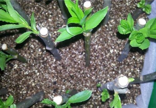 那些過(guò)期藥可以養(yǎng)花用