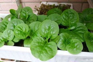 別人養(yǎng)花我養(yǎng)草的說說