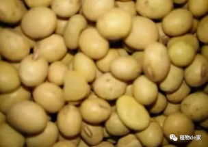 過期茶葉養(yǎng)花怎么處理