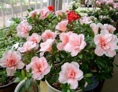 翻過盆的土能在養(yǎng)花嗎