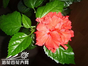 桑葉牡丹怎樣養(yǎng)花朵