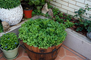 方形木桶養(yǎng)花