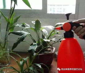 養(yǎng)花澆水不用管小技巧