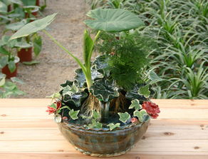 什么東西可以代替營養(yǎng)液養(yǎng)花