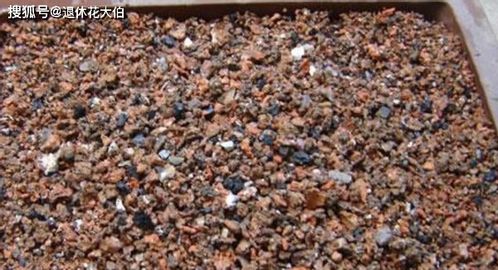 生活中去那找珍珠巖養(yǎng)花