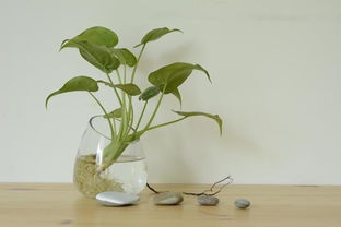 養(yǎng)花的營養(yǎng)液的成份