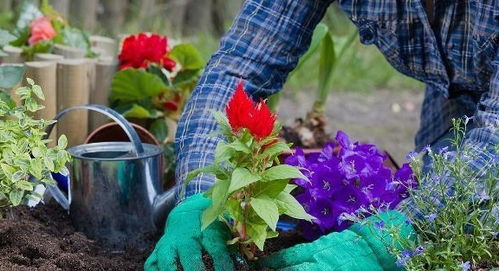 養(yǎng)花土壤太硬