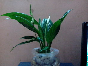 夢見用瓶養(yǎng)花