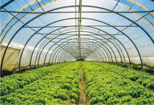 窗戶外面養(yǎng)花大棚過冬