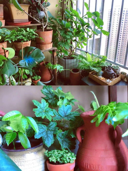 喜歡養(yǎng)花女孩的性格