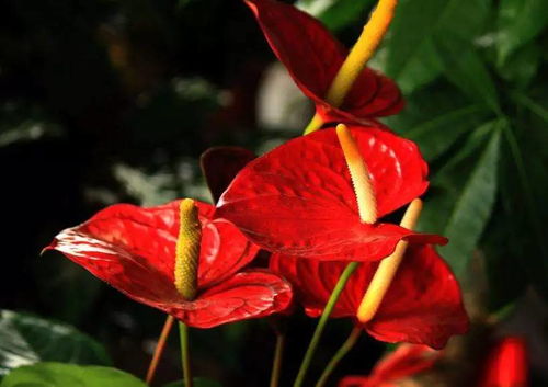 朋友特別會養(yǎng)花怎樣贊賞