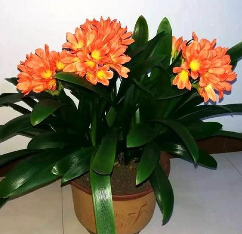 養(yǎng)花之家垃圾變廢為寶