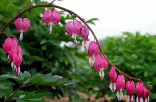 老舍養(yǎng)花重點(diǎn)