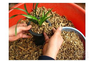 泡砂石能不能養(yǎng)花