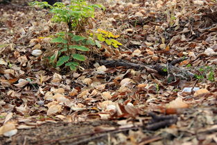 蚯蚓糞能養(yǎng)花么