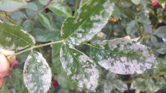 養(yǎng)花用什么藥殺蟲